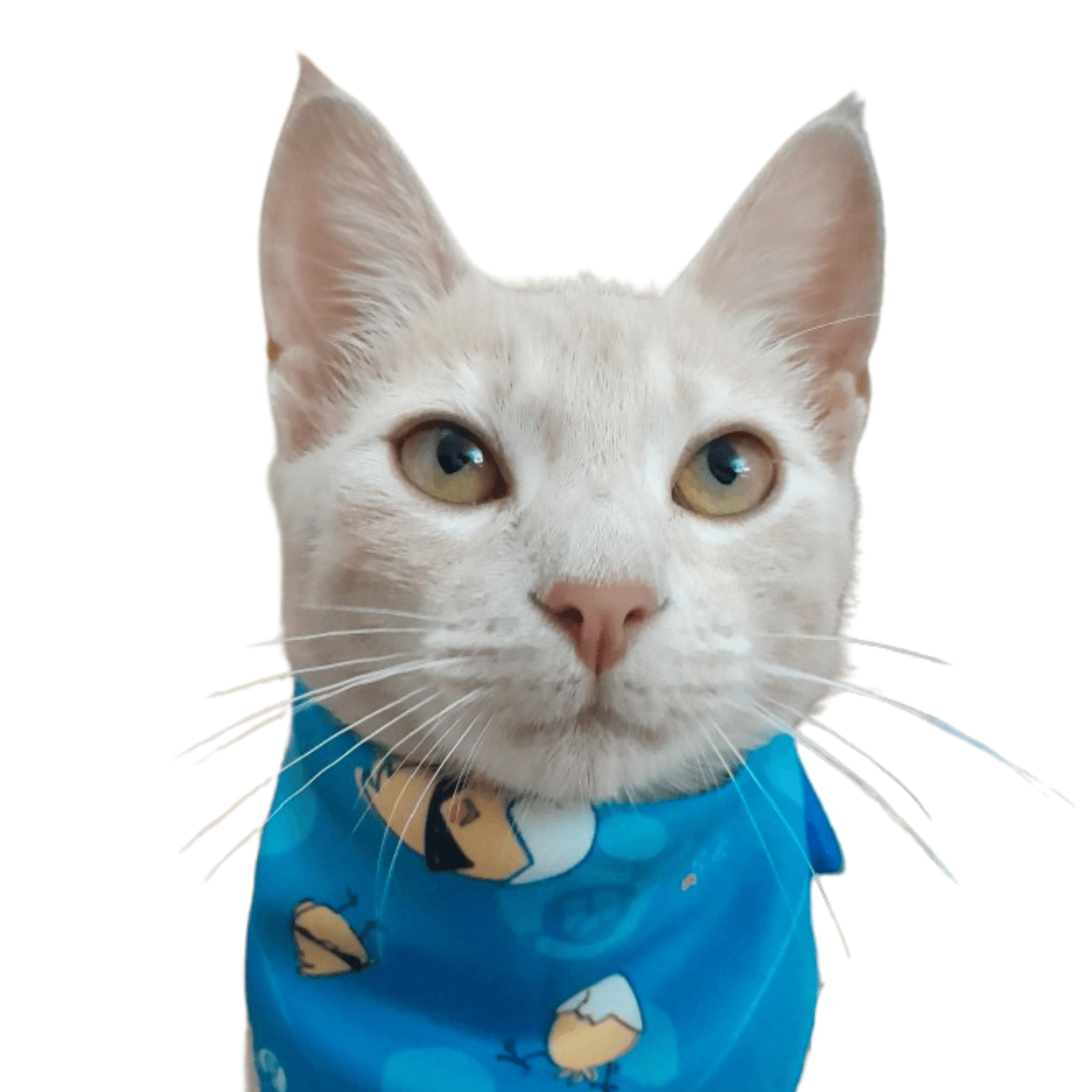 Foto de Lilo - cliente Guapetones