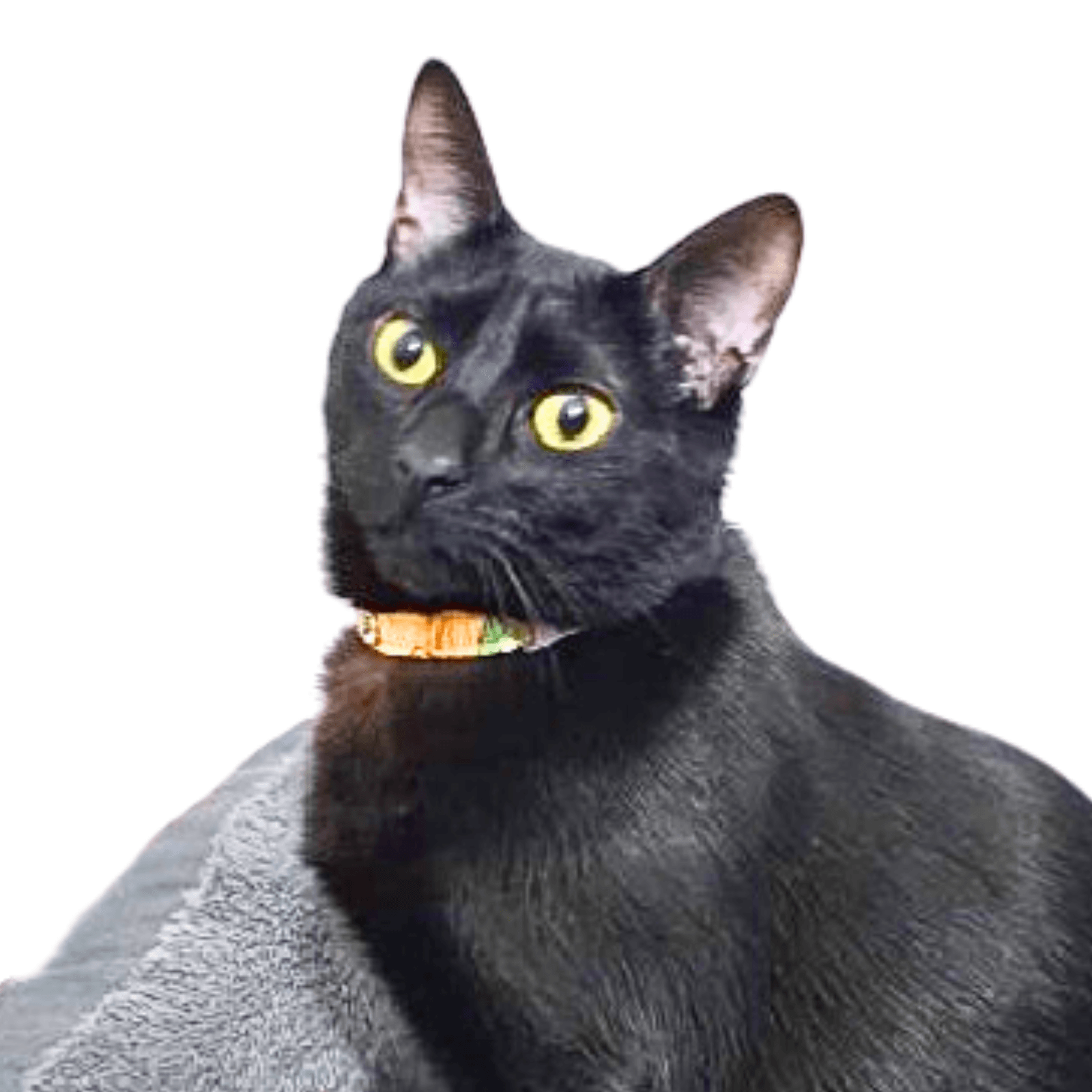 Foto de Blacky - cliente Guapetones