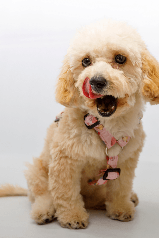 Perfil QR de Moka - mascota protegida con collar Guapetones