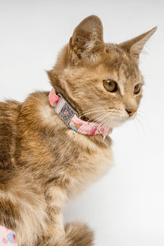 Perfil QR de Shina - mascota protegida con collar Guapetones