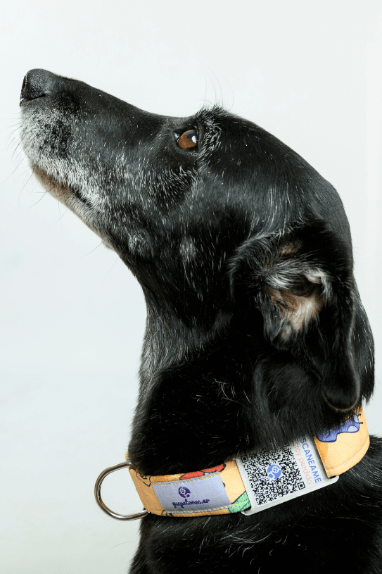Perfil QR de Toff - mascota protegida con collar Guapetones