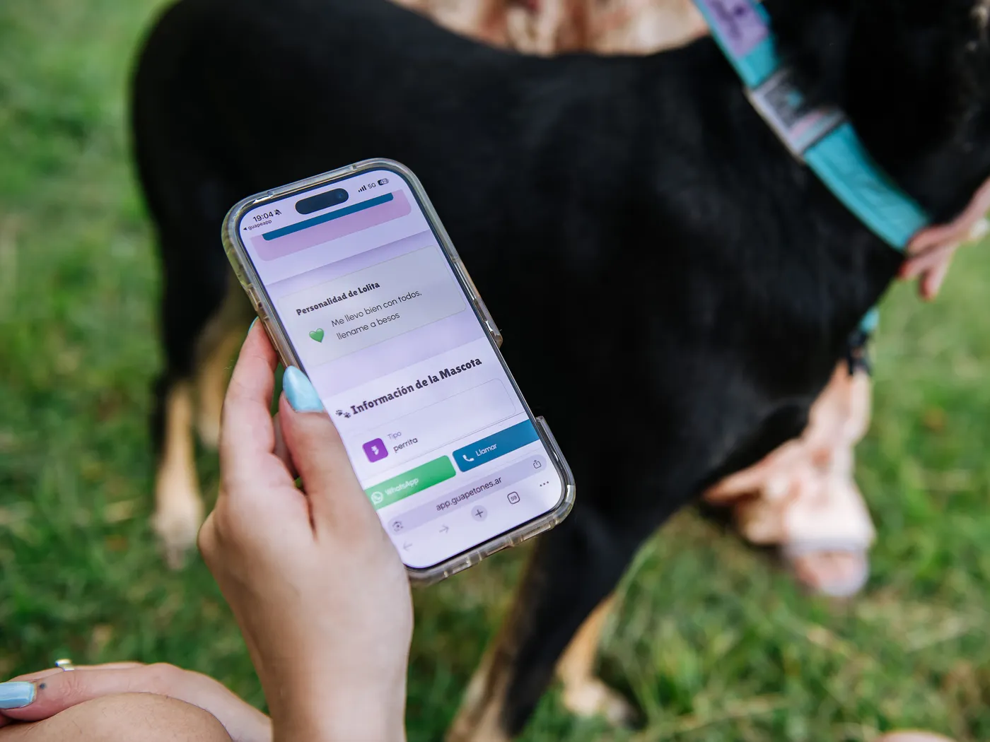 Una persona abre en su celular el perfil de una perra tras escanear su collar