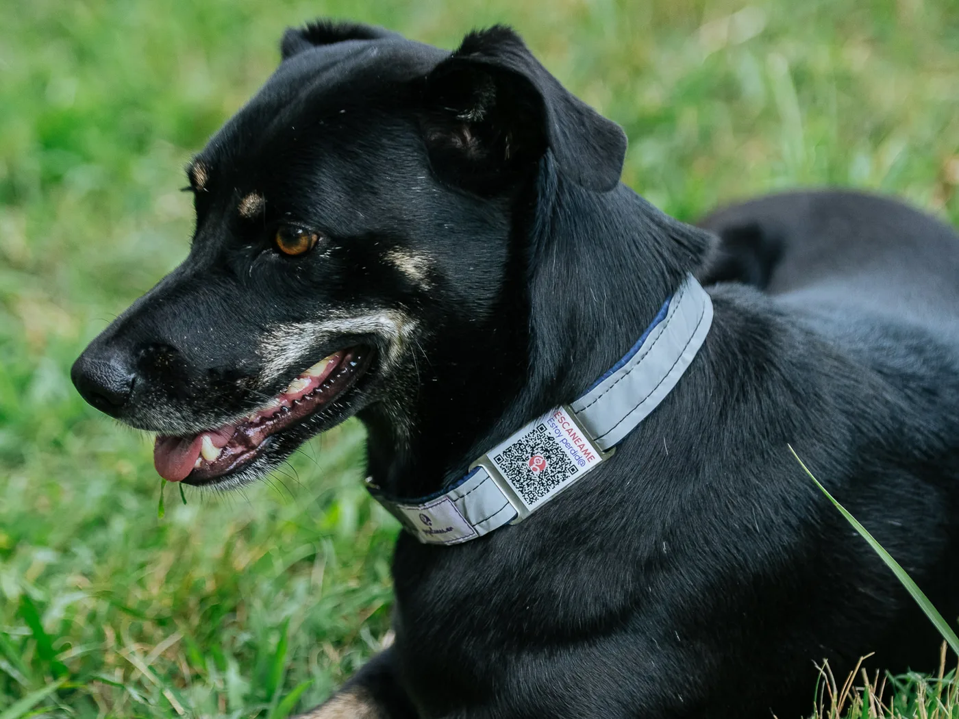 Chapita QR de acero inoxidable integrada al collar de un perro por un pasacinta