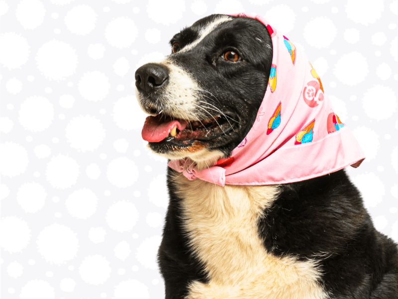 ¿Cómo usar tu bandana?